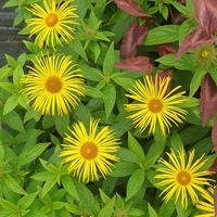 Inula hookeri 